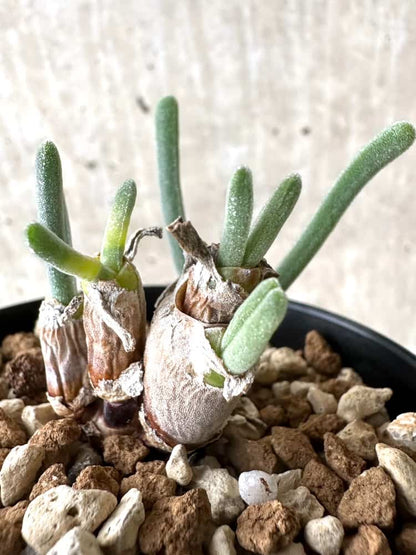 【現品限り】モニラリア・モニリフォルミス【C69】 Monilaria moniliformis