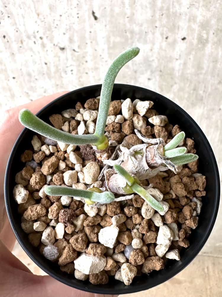 【現品限り】モニラリア・モニリフォルミス【C69】 Monilaria moniliformis