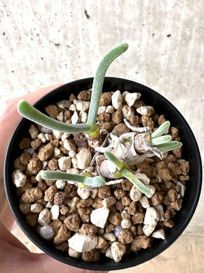 【現品限り】モニラリア・モニリフォルミス【C69】 Monilaria moniliformis