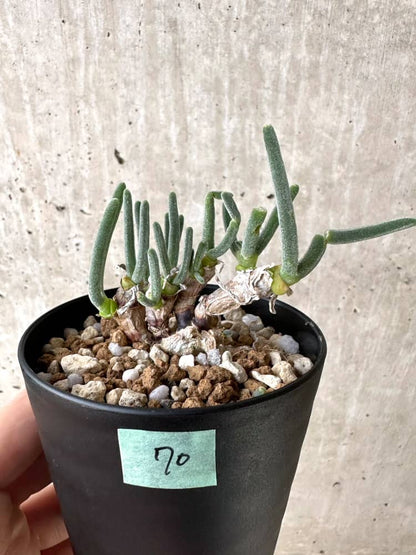 【現品限り】モニラリア・モニリフォルミス【C70】 Monilaria moniliformis