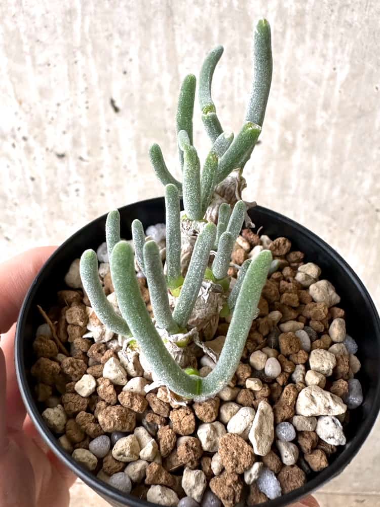 【現品限り】モニラリア・モニリフォルミス【C70】 Monilaria moniliformis