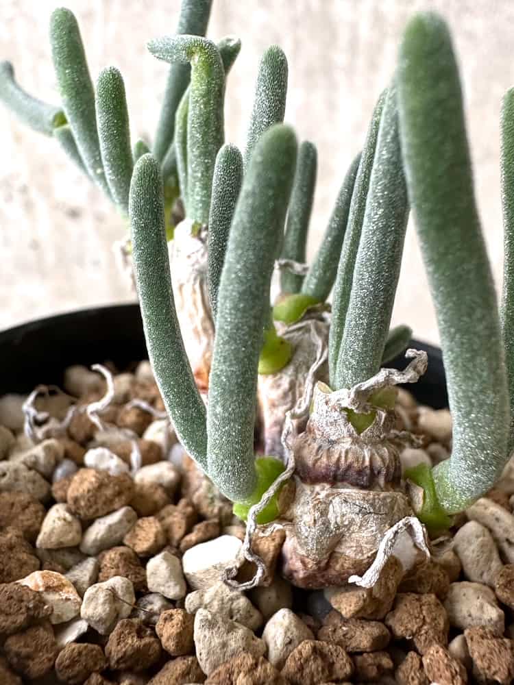 【現品限り】モニラリア・モニリフォルミス【C70】 Monilaria moniliformis