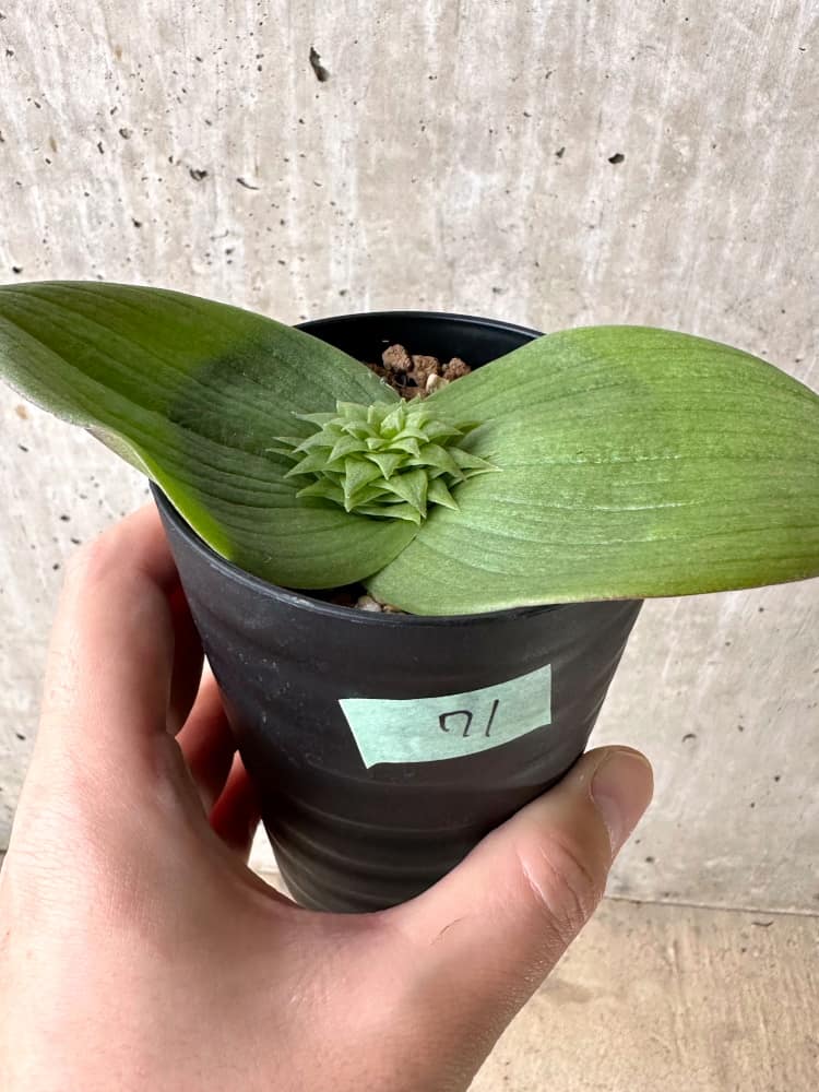 【現品限り】マッソニア・ビフォリア【C71】 Massonia bifolia