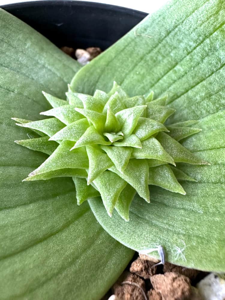 【現品限り】マッソニア・ビフォリア【C71】 Massonia bifolia