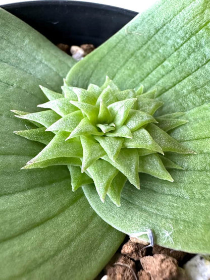 【現品限り】マッソニア・ビフォリア【C71】 Massonia bifolia