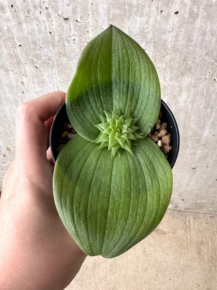 【現品限り】マッソニア・ビフォリア【C71】 Massonia bifolia