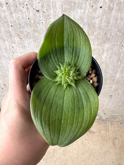 【現品限り】マッソニア・ビフォリア【C71】 Massonia bifolia