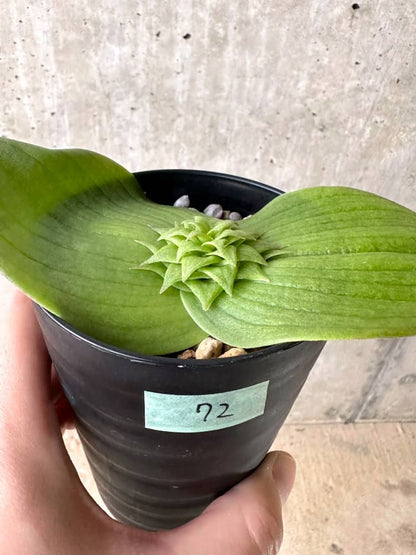 【現品限り】マッソニア・ビフォリア【C72】 Massonia bifolia