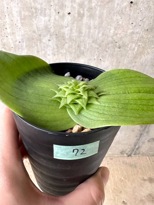 【現品限り】マッソニア・ビフォリア【C72】 Massonia bifolia