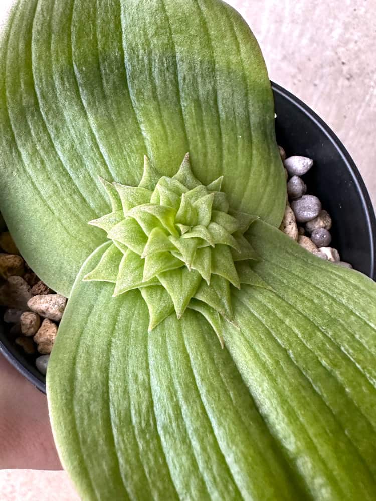 【現品限り】マッソニア・ビフォリア【C72】 Massonia bifolia