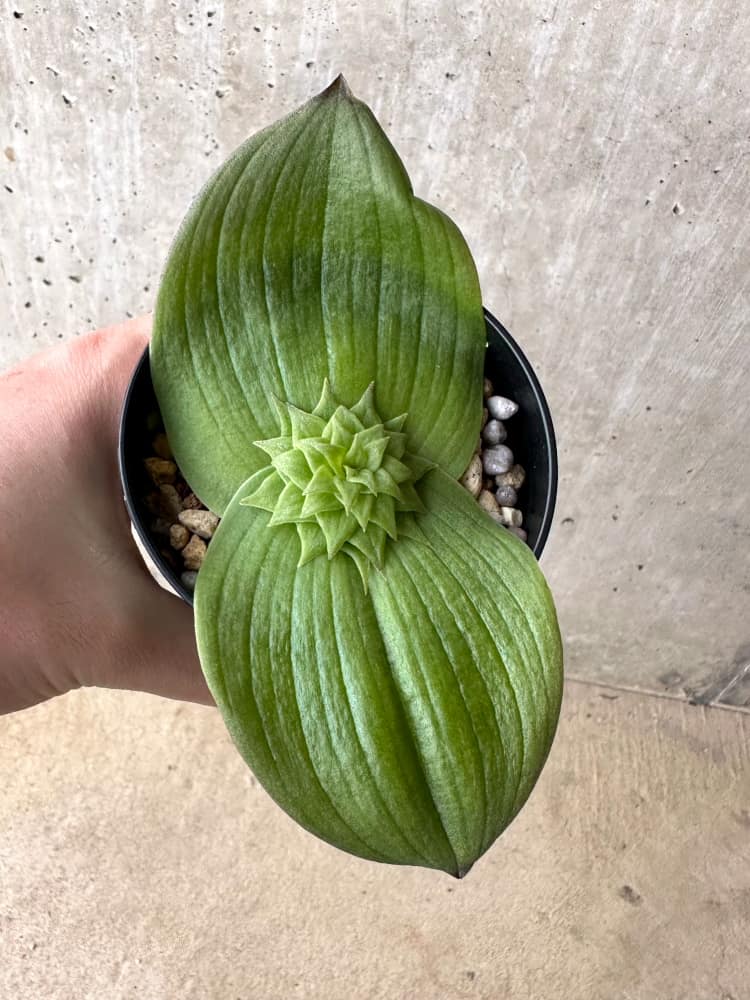 【現品限り】マッソニア・ビフォリア【C72】 Massonia bifolia