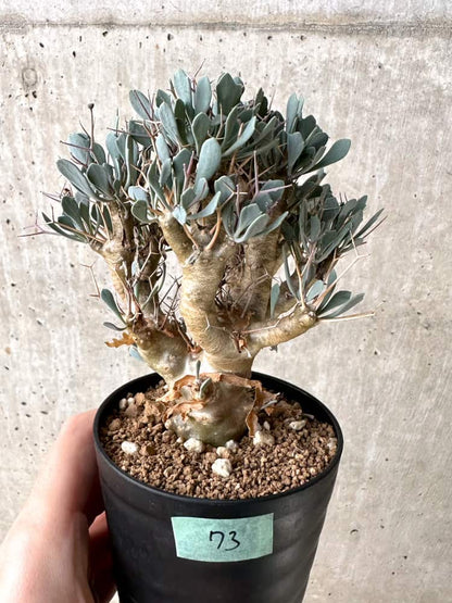 【現品限り】オトンナ・ユーフォルビオイデス【C73】 Othonna euphorbioides