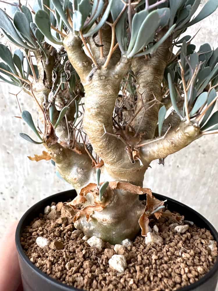 【現品限り】オトンナ・ユーフォルビオイデス【C73】 Othonna euphorbioides