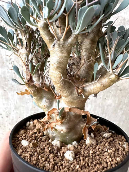 【現品限り】オトンナ・ユーフォルビオイデス【C73】 Othonna euphorbioides