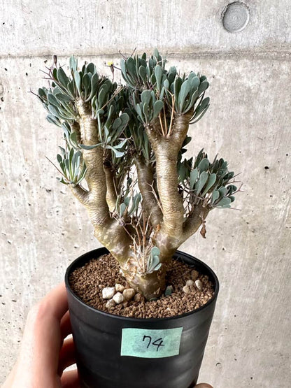 【現品限り】オトンナ・ユーフォルビオイデス【C74】 Othonna euphorbioides