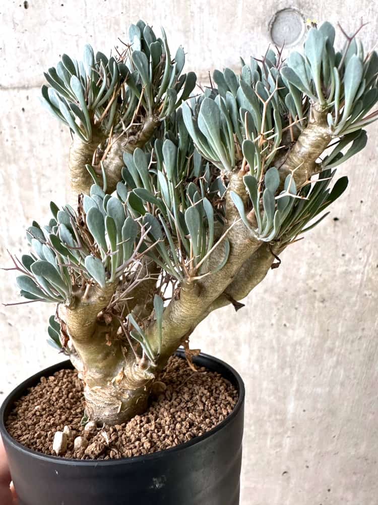 【現品限り】オトンナ・ユーフォルビオイデス【C74】 Othonna euphorbioides