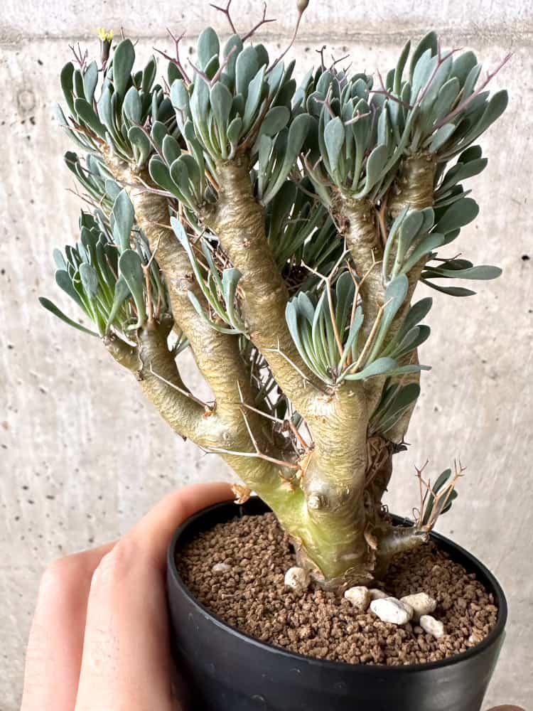 【現品限り】オトンナ・ユーフォルビオイデス【C74】 Othonna euphorbioides