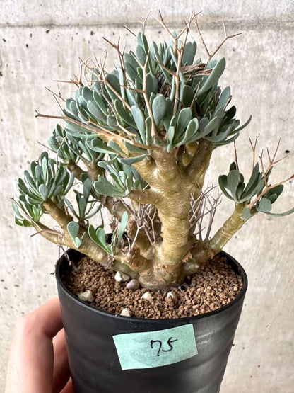 【現品限り】オトンナ・ユーフォルビオイデス【C75】 Othonna euphorbioides