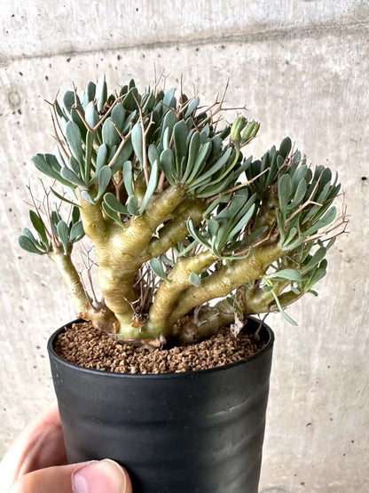 【現品限り】オトンナ・ユーフォルビオイデス【C75】 Othonna euphorbioides