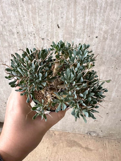 【現品限り】オトンナ・ユーフォルビオイデス【C75】 Othonna euphorbioides