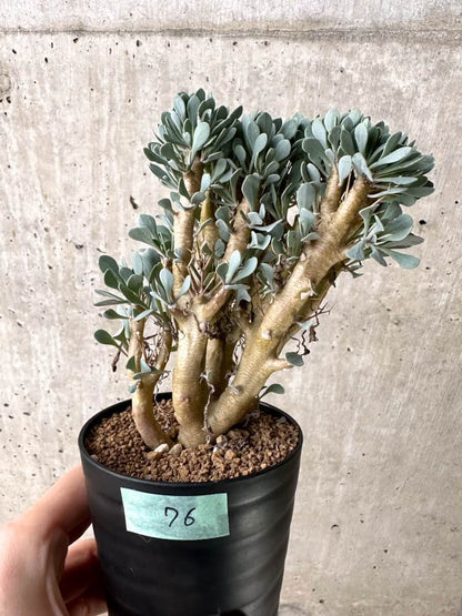 【現品限り】オトンナ・ユーフォルビオイデス【C76】 Othonna euphorbioides