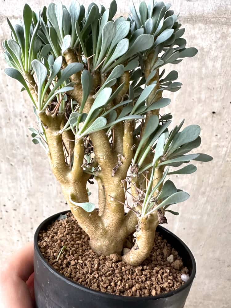 【現品限り】オトンナ・ユーフォルビオイデス【C76】 Othonna euphorbioides