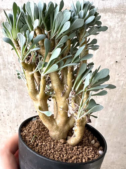 【現品限り】オトンナ・ユーフォルビオイデス【C76】 Othonna euphorbioides