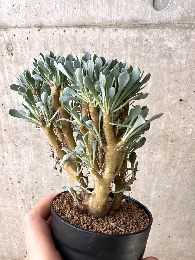 【現品限り】オトンナ・ユーフォルビオイデス【C76】 Othonna euphorbioides