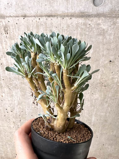 【現品限り】オトンナ・ユーフォルビオイデス【C76】 Othonna euphorbioides