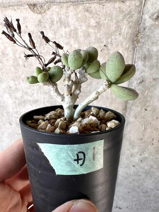 【現品限り】チレコドン・sp ノヴァ【D1】 Tylecodon sp nova