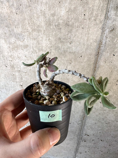 【現品限り】チレコドン・アウルスベルゲンシス【D10】 Tylecodon aurusbergensis