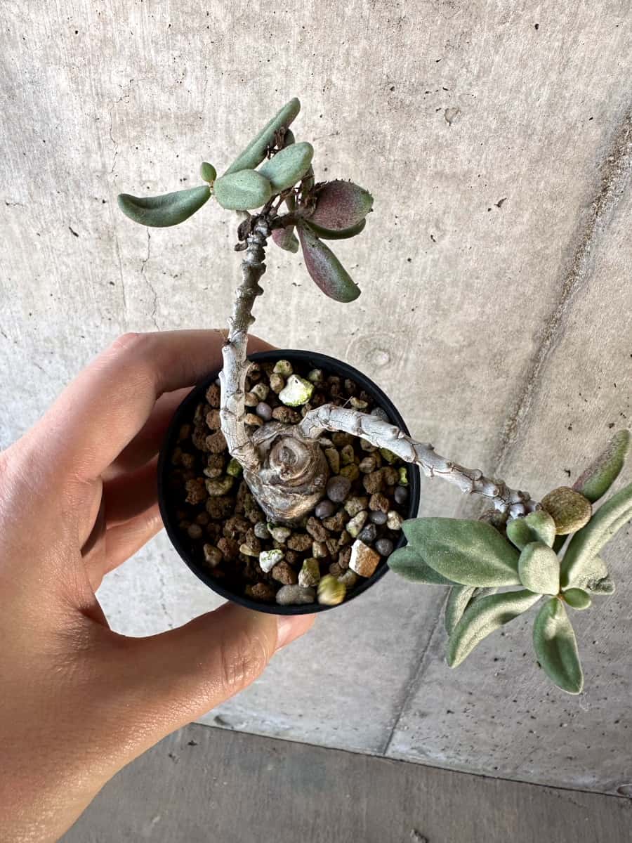 【現品限り】チレコドン・アウルスベルゲンシス【D10】 Tylecodon aurusbergensis