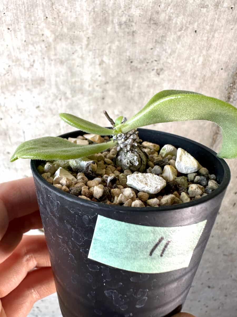 【現品限り】チレコドン・エラフィアエ【D11】 Tylecodon ellaphiae(Rosyntjieberg)