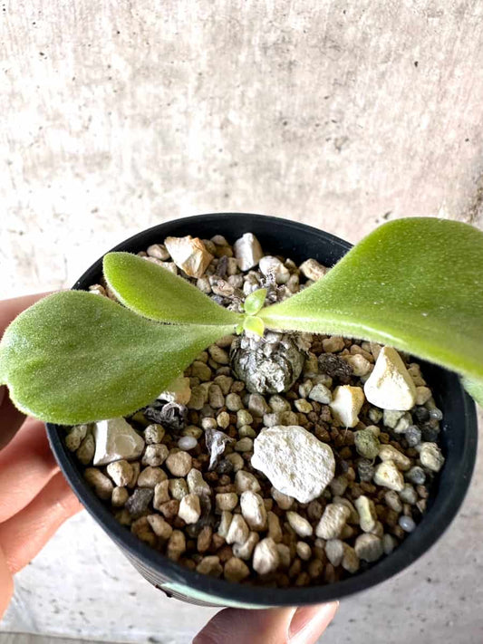 【現品限り】チレコドン・エラフィアエ【D11】 Tylecodon ellaphiae(Rosyntjieberg)