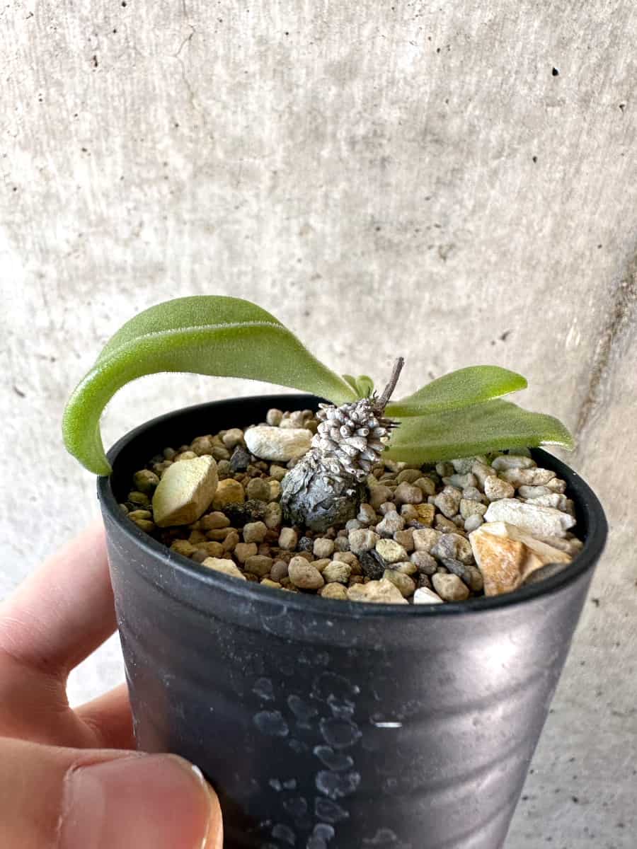 【現品限り】チレコドン・エラフィアエ【D11】 Tylecodon ellaphiae(Rosyntjieberg)