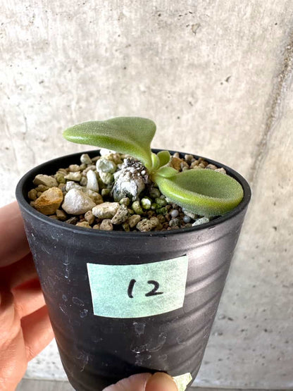 【現品限り】チレコドン・エラフィアエ【D12】 Tylecodon ellaphiae(Rosyntjieberg)