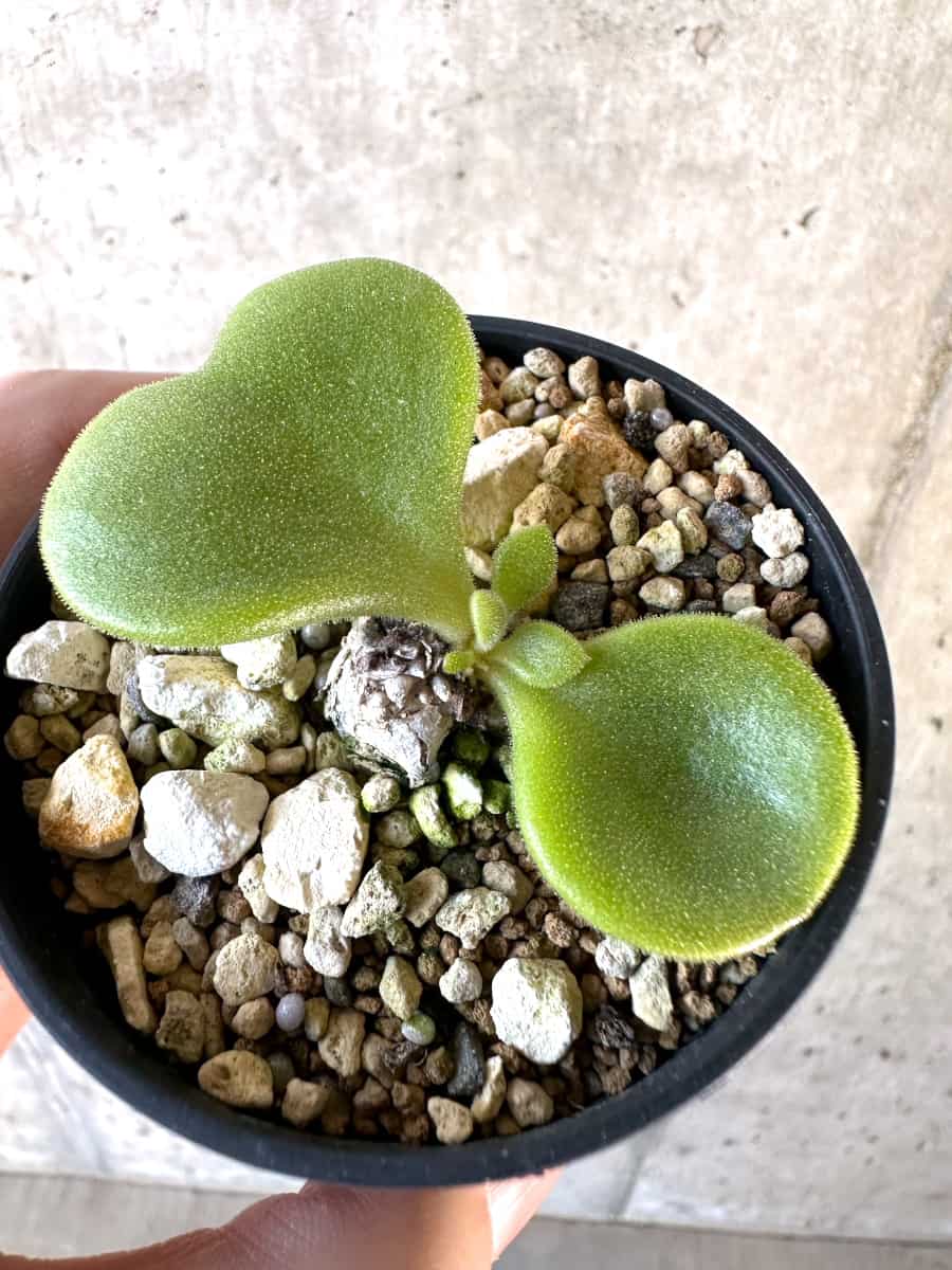 【現品限り】チレコドン・エラフィアエ【D12】 Tylecodon ellaphiae(Rosyntjieberg)