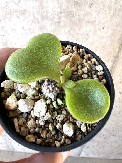 【現品限り】チレコドン・エラフィアエ【D12】 Tylecodon ellaphiae(Rosyntjieberg)