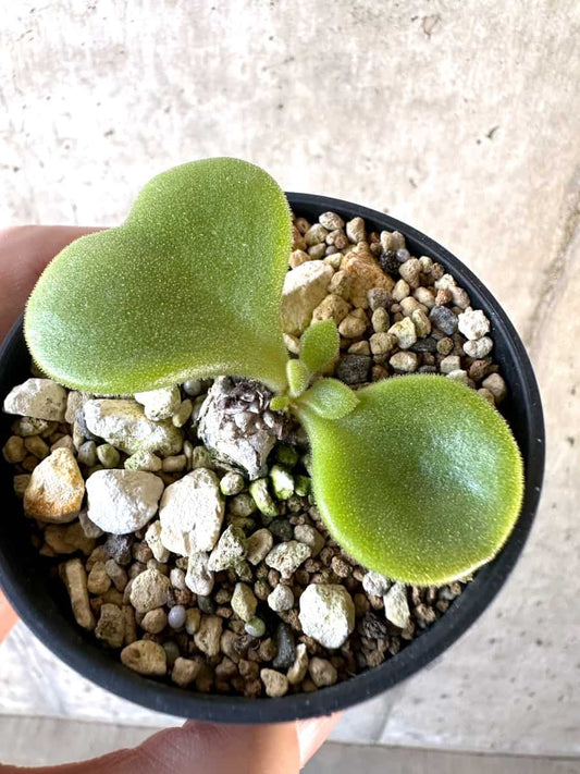 【現品限り】チレコドン・エラフィアエ【D12】 Tylecodon ellaphiae(Rosyntjieberg)