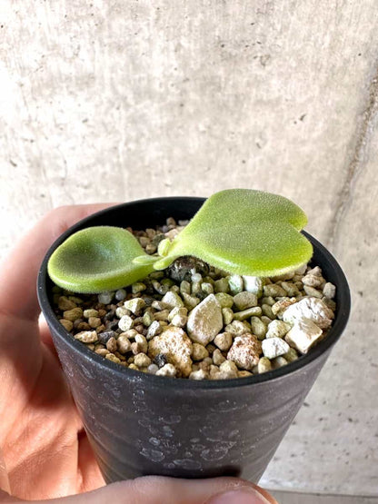 【現品限り】チレコドン・エラフィアエ【D12】 Tylecodon ellaphiae(Rosyntjieberg)