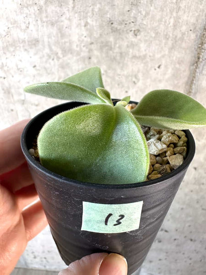 【現品限り】チレコドン・エラフィアエ【D13】 Tylecodon ellaphiae(Rosyntjieberg)