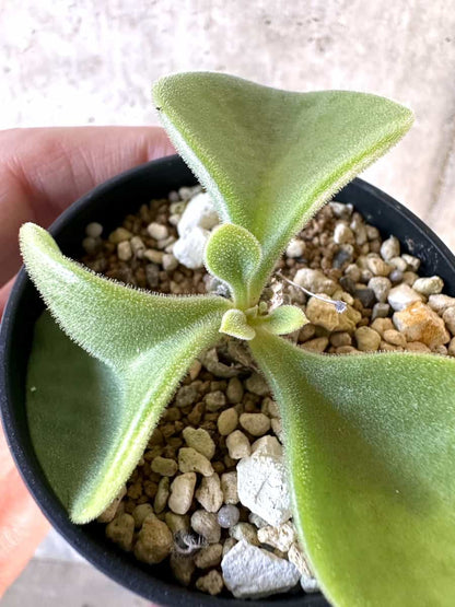 【現品限り】チレコドン・エラフィアエ【D13】 Tylecodon ellaphiae(Rosyntjieberg)