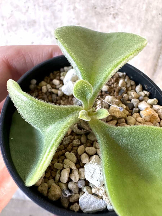 【現品限り】チレコドン・エラフィアエ【D13】 Tylecodon ellaphiae(Rosyntjieberg)