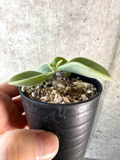 【現品限り】チレコドン・エラフィアエ【D13】 Tylecodon ellaphiae(Rosyntjieberg)