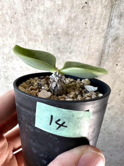 【現品限り】チレコドン・エラフィアエ【D14】 Tylecodon ellaphiae(Rosyntjieberg)