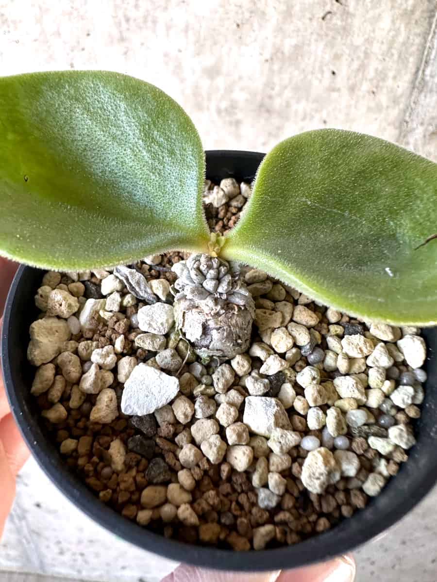 【現品限り】チレコドン・エラフィアエ【D14】 Tylecodon ellaphiae(Rosyntjieberg)