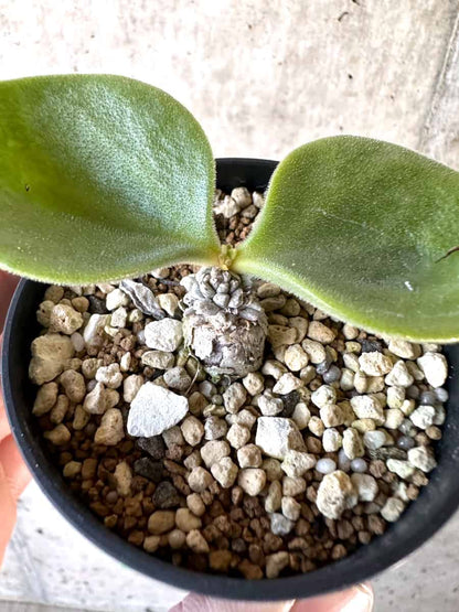 【現品限り】チレコドン・エラフィアエ【D14】 Tylecodon ellaphiae(Rosyntjieberg)