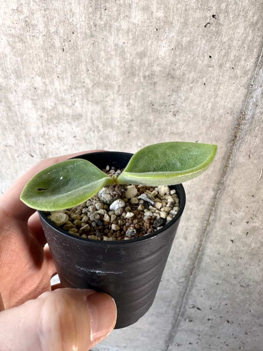 【現品限り】チレコドン・エラフィアエ【D14】 Tylecodon ellaphiae(Rosyntjieberg)