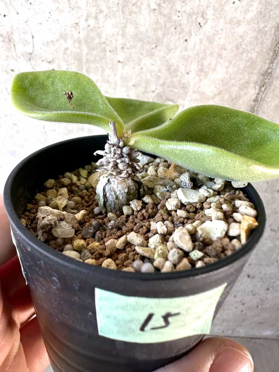 【現品限り】チレコドン・エラフィアエ【D15】 Tylecodon ellaphiae(Rosyntjieberg)