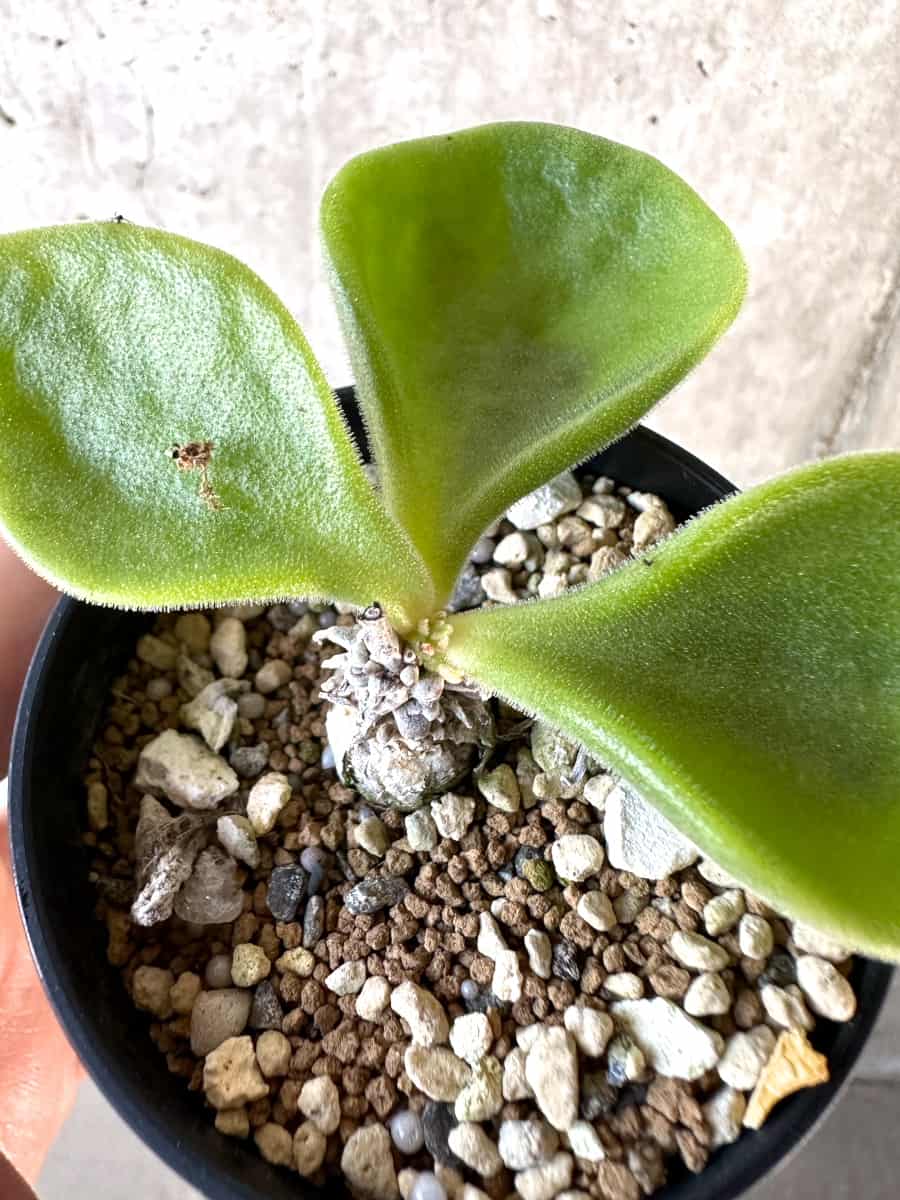 【現品限り】チレコドン・エラフィアエ【D15】 Tylecodon ellaphiae(Rosyntjieberg)